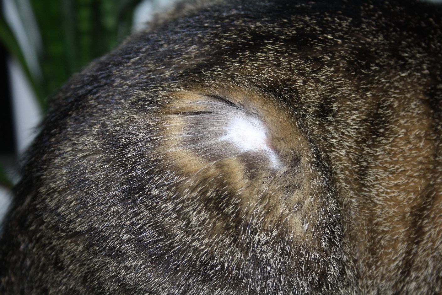 Reakce na očkování_2