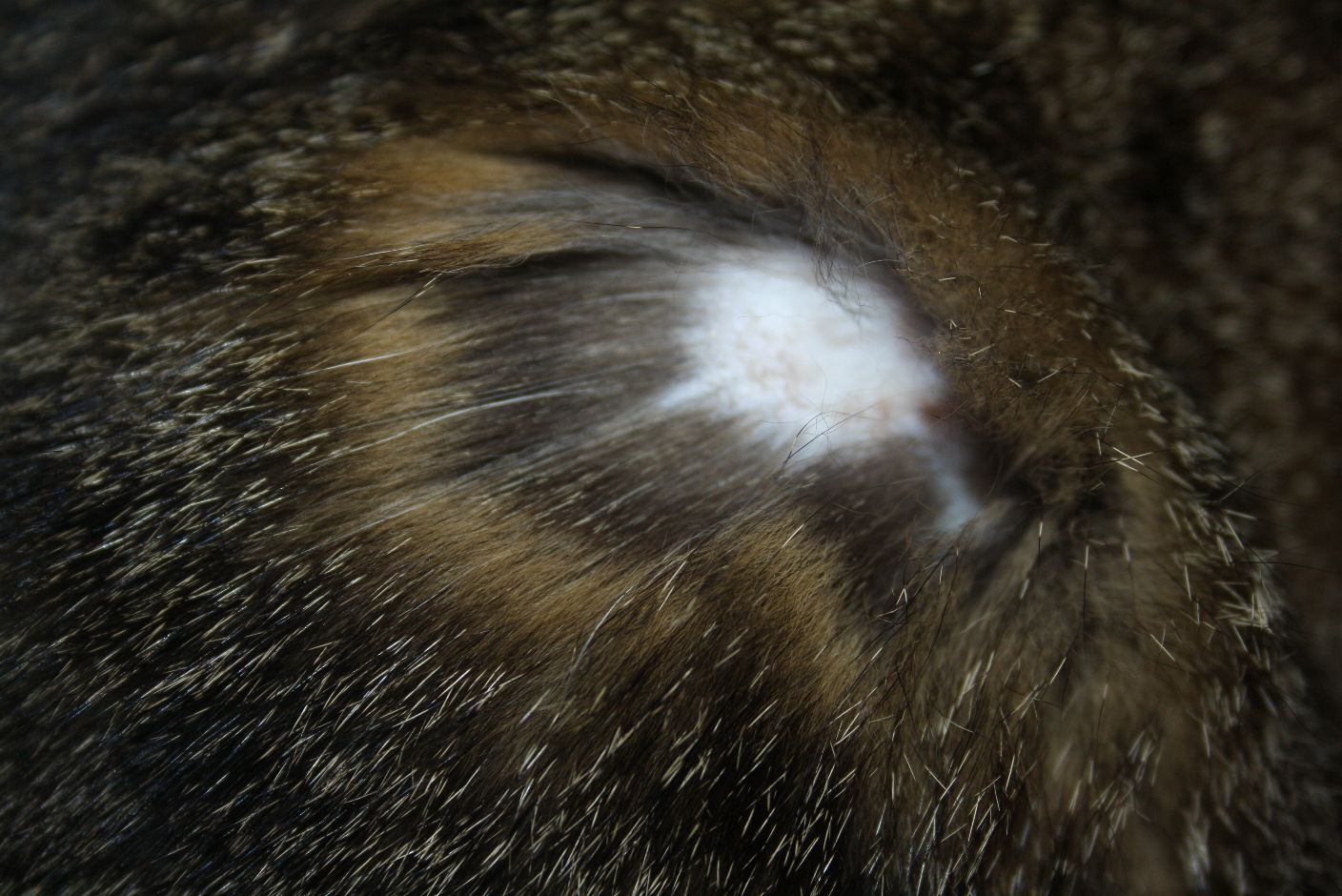 Reakce na očkování